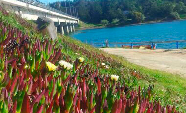 Flora de los alrededores Spa Navitas - Laguna Cahuil